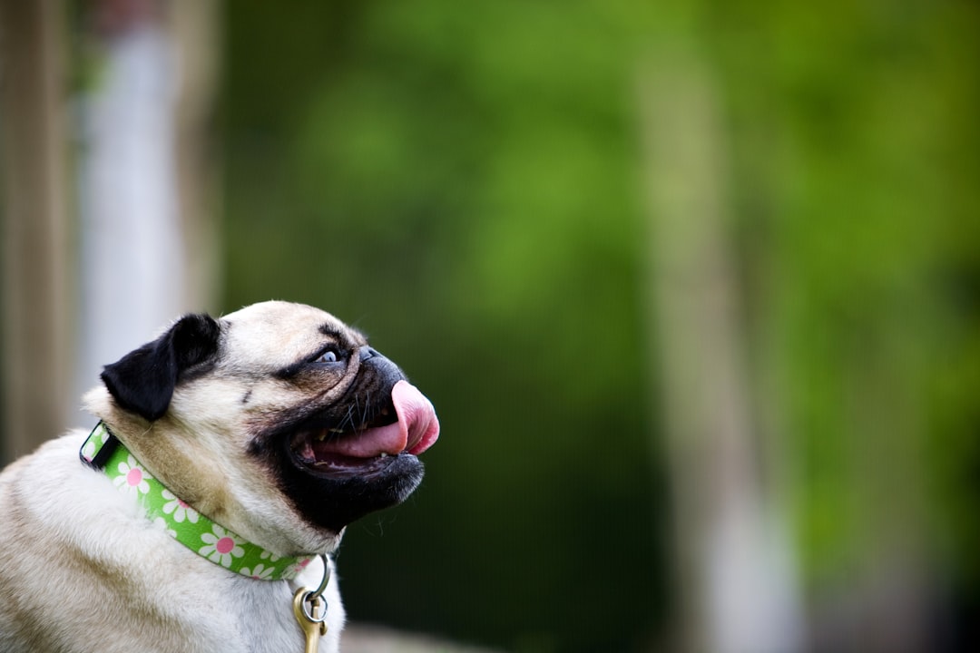 Waarom een hond hijgt: Alles wat je moet weten over dit gedrag